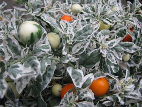 Solanum pseudocapsicum "blushberry"