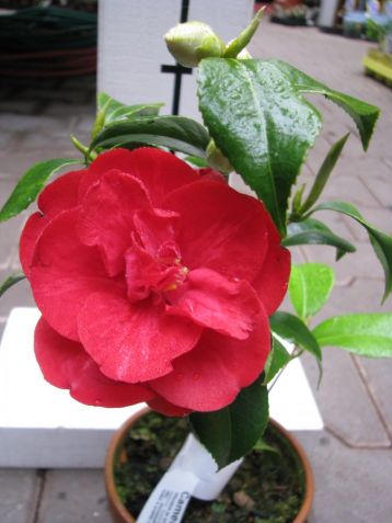 Camellia "konronkoku" - kamélie
