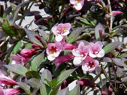 Weigelia florida purpurea - vajgélie