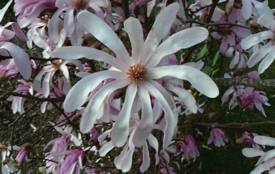Magnolia loebneri "leonard messel"
