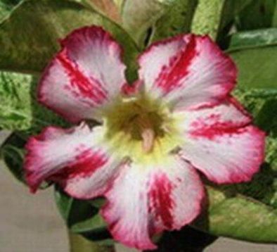 Adenium obesum "harry variegated" - pouštní růže