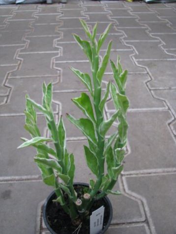 Pedilanthus tithymaloides variegata, zig-zag - pedilantus panašovaný