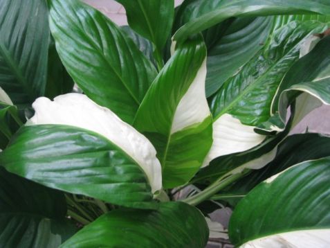 Spathiphyllum "sweet picasso" - lopatkovec