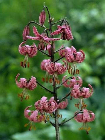 Lilium martagon var. rubrum - lilie zlatohlávek