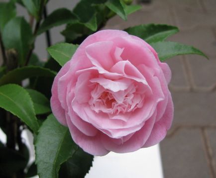 Camellia "sweet emily kate"