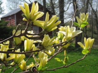 magnolia "yellow river"